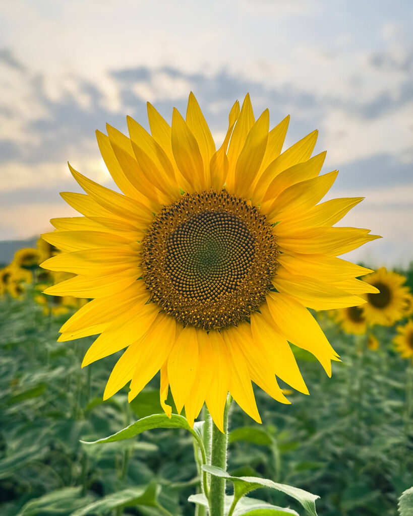 smartphone photography course