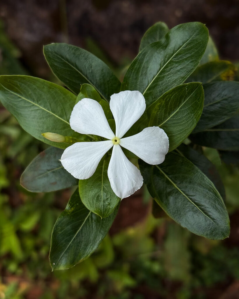 Creative Flower Photography