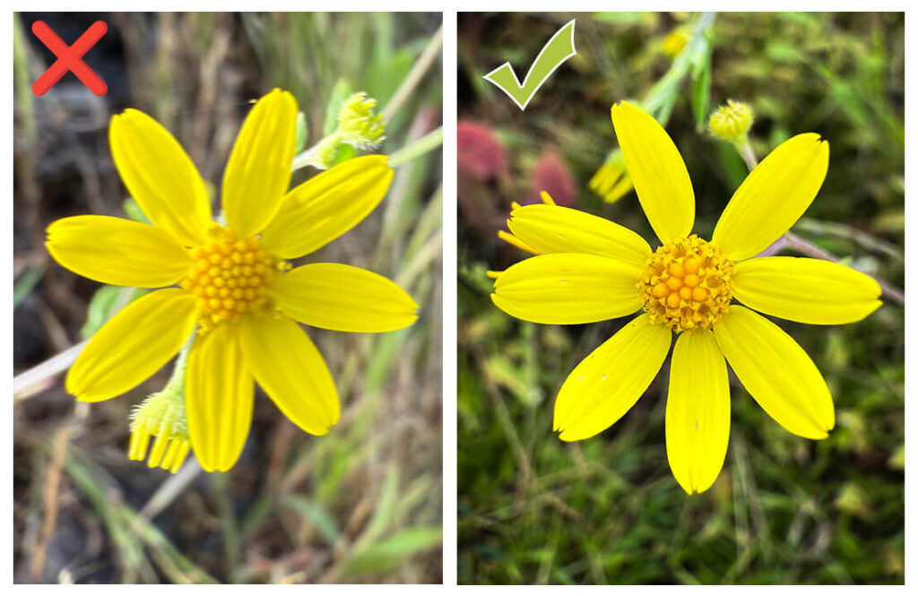 Smartphone Photography Course